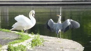 grey heron wingdrop display with swan