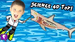 Whats in a Great White Shark model with HobbyScience Lab