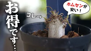 高級品種が安い！あの観葉植物をついにホムセンで発見♪【パキポディウム・グラキリス】