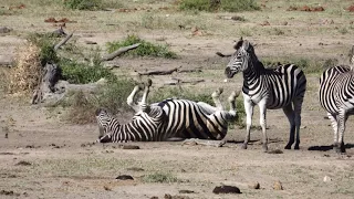 Lions Buffalo Elephant Wildebeest Zebra and Giraffe at The Waterhole