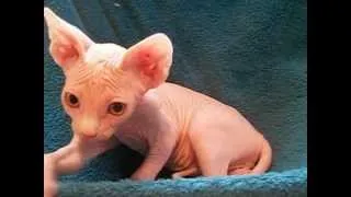 Sphynx Canadian