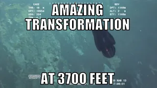 Absolutely amazing transformation of a sea creature filmed at 3700 feet - [10/15/2020]