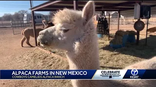 Celebrate New Mexico: Alpaca Farms