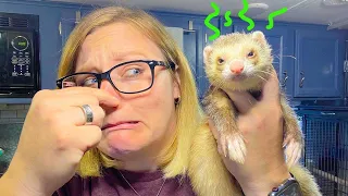 DO FERRETS SMELL BAD ? | Tips to Reduce Ferret Smell