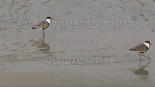 דייגים בחופי תל אביב