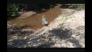 2 large crocodile in Jamaica