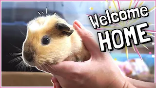 Baby Guinea Pig Adoption & Visiting the Rescue!