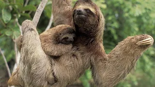 Sloth Secrets Revealed: A Slow-motion Journey into the Wonder of these Delightful Creatures! #sloth