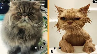 Fluffy Cat Video 2020 | Funny Cats | Cute Fluffy Cats