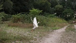 Domestic goose flying straight up