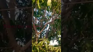 Mango tree fruit backyard plantation@agripro00