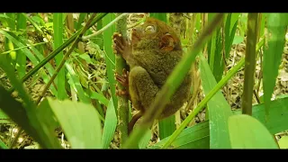 Philippine Tarsier | WORLD'S SMALLEST PRIMATE |  BOHOL ISLAND PHILIPPINES  2019