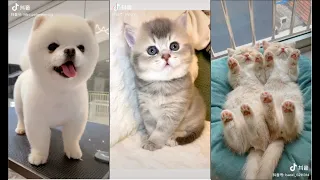 TikTok Pet Thú Cưng Chó Mèo Cute Dễ Thương Siêu Lầy Lội #2 | TikTok Việt Nam | Douyin Trung Quốc