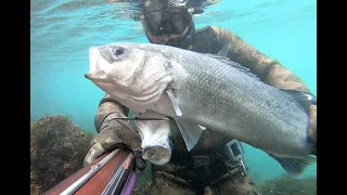 Spearfishing 2021, Sea bass compilation XL, XXL