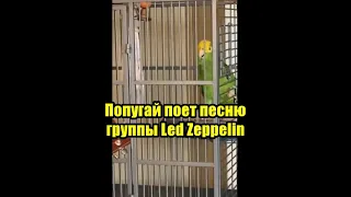 Попугай поет песню группы Led Zeppelin