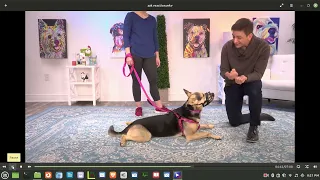 Zak George Reaction Video - The Dog Is A Liability To Zak.  Trainers Are Scared of Dogs.