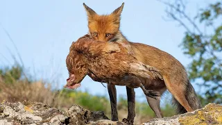 15 Foxes in Action! Watch How These Predators Hunt