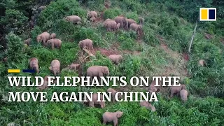 China’s wild elephants roaming again outside nature reserve in Yunnan province