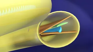 Immersive 3D Tour of the Cochlea - Basic Physiology of Hearing 3D Animated - Ear Physiology