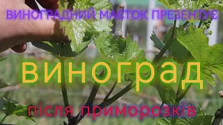 Виноград після приморозків