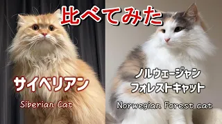 Owner introduces the differences [Japanese Siberian cat and Norwegian Forest cat]