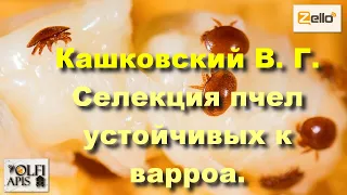 #Кашковский В. Г. #Селекция_пчел устойчивых к #варроа.