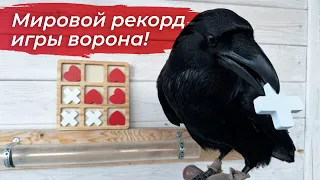 Ворон играет в крестики нолики на уровне ребенка!