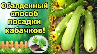 ЗАЛЕЙТЕ ЭТО В ЛУНКУ, РЕЗУЛЬТАТ УДИВИТ! КАБАЧКИ БЕЗ НАВОЗА, ПЕРЕГНОЯ И КОМПОСТА!