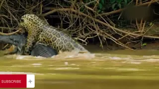 Jaguar Attacks Crocodile | Jaguar VS Crocodile | 4K