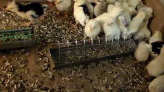 Новые кормушки для остатка цыплят