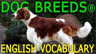 13 Dog Breeds in English #8 (S to Y) | Types of Dogs | Animals English Vocabulary For Beginners