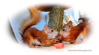 Белочки - хулиганки  🐾🐾🐾 Squirrels - hooligans