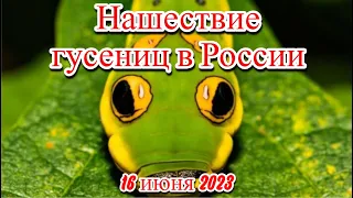 Нашествие гусениц шелкопряда в России пожирают леса огороды всё