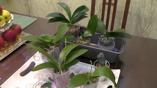 Орхидеи: как полить, что отрезать и зачистить... Лактат хитозана для орхидей.