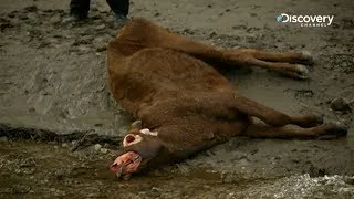 The Unexplained Files - Cattle Mutilation