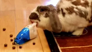 My bunny vacuums his poop (OCD rabbit!)
