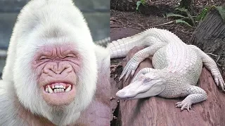 10 Most Beautiful Albino Animals