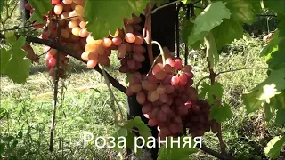 Роза ранняя