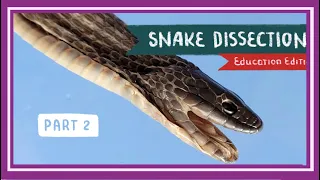 Snake Dissection (Part 2. Internal Anatomy) || Once Bitten, Twice Shy [EDU]