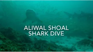 Aliwal Shoal Shark Dive