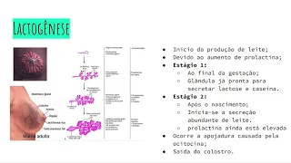 Fisiologia da lactação