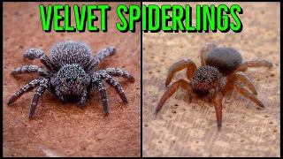 Size Doesn't Matter: Unboxing Miniature VELVET Spiders!