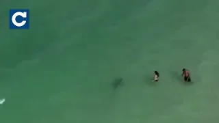 Отец-фотограф и его дрон спасли трех детей от челюстей акулы