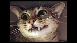 cute and funny cat videos to keep you smiling 🐱 international cat 🐱