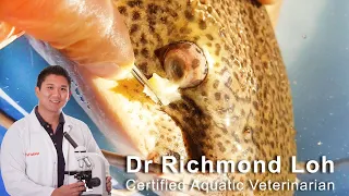 Treating fish with ammonia burns and cloudy eye fungus on red tail catfish