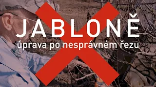 JABLONĚ – úprava po nesprávném řezu