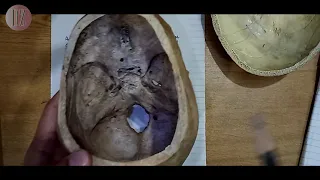 Anterior Cranial fossa of Skull | Interior of Skull | Doctor Z