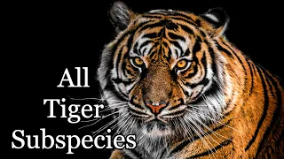 All Nine Tiger Subspecies - The Year of the Tiger