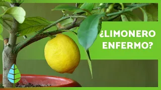 PLAGAS y ENFERMEDADES del LIMONERO 🦟🍋 (Cómo Combatirlas)