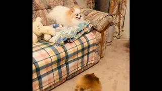 female Pomeranian dog barking: A group of adorable Pomeranian puppies barking